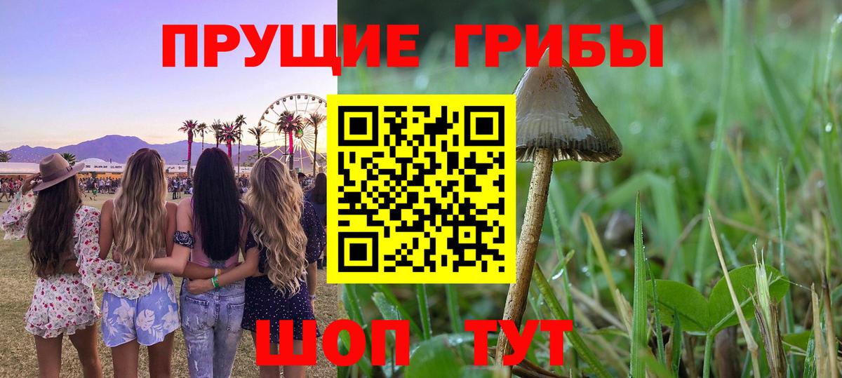 Галлюциногенные грибы GOLDEN TEACHER Гай